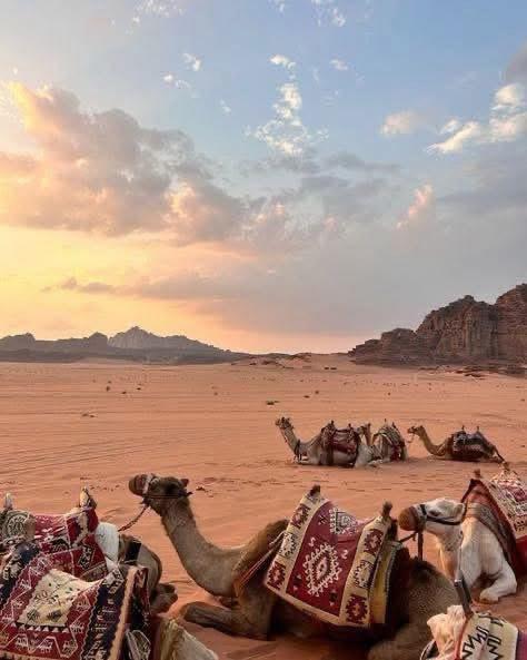 Camels resting in the reddish sands of Wadi Rum desert at sunset, with mountains in the background.